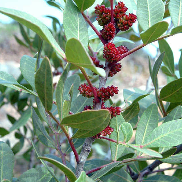 Pistacia lentiscus