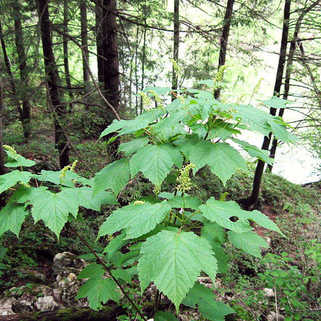 Acer spicatum Sticky Leaves
