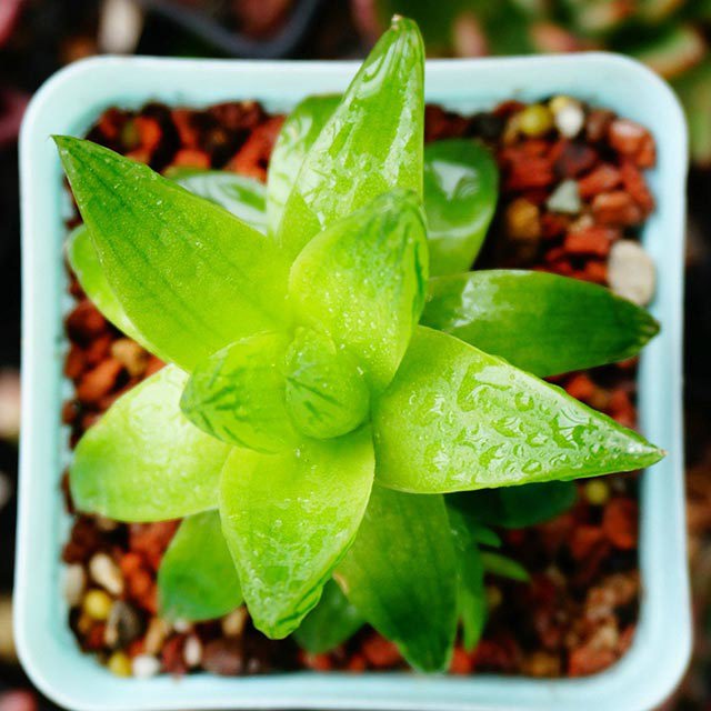 Haworthia cymbiformis White Cottony Spots