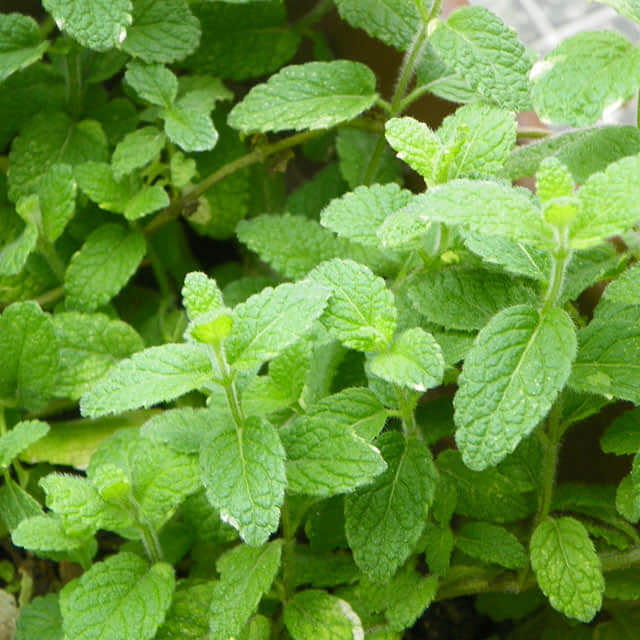 Mentha citrata