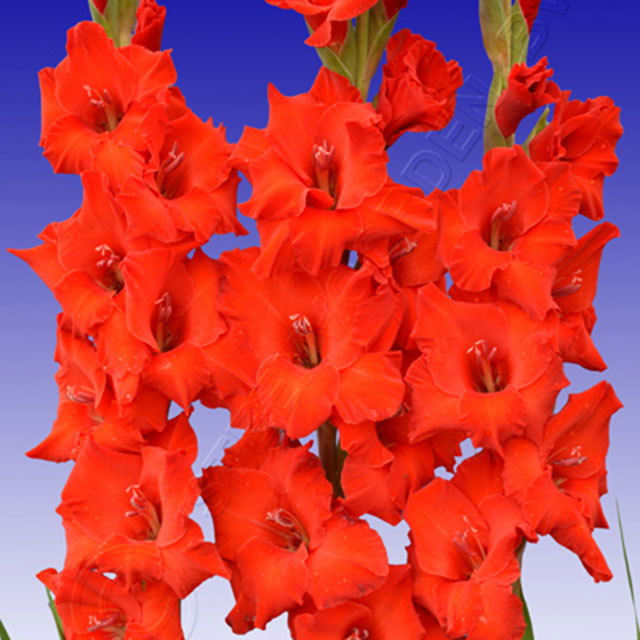 Gladiolus Mister Flevo