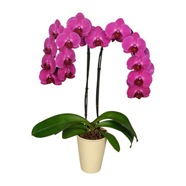 Phalaenopsis Stellenbosch