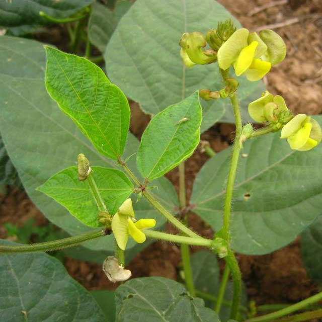 Vigna radiata