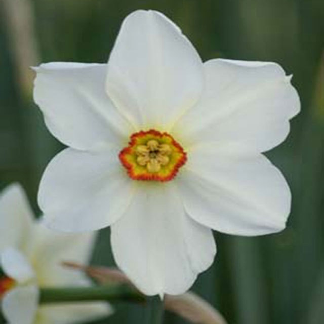 Narcissus Actaea