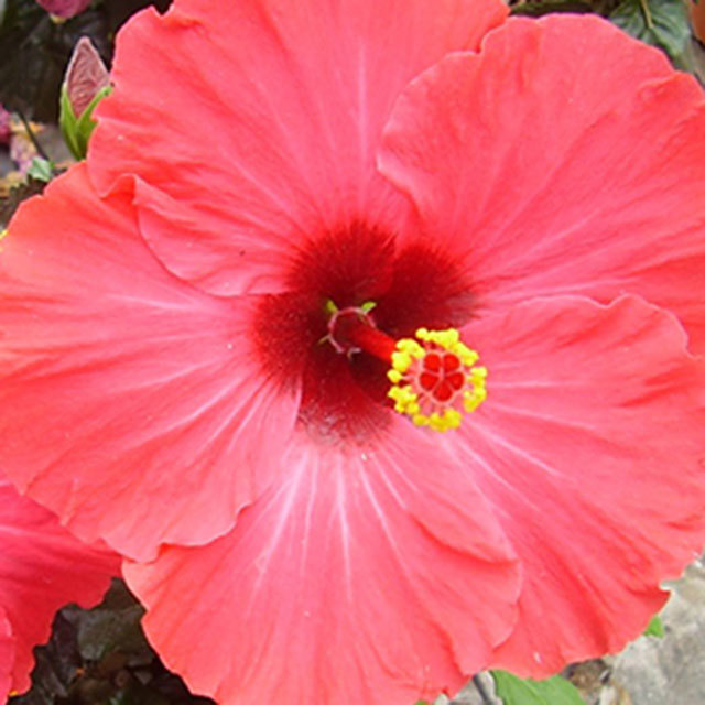 Hibiscus rosa sinensis Cheerleader Pink Red Eye Fine Webbing