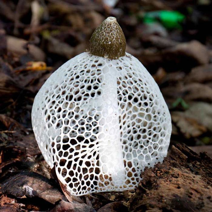 Dictyophora indusiata