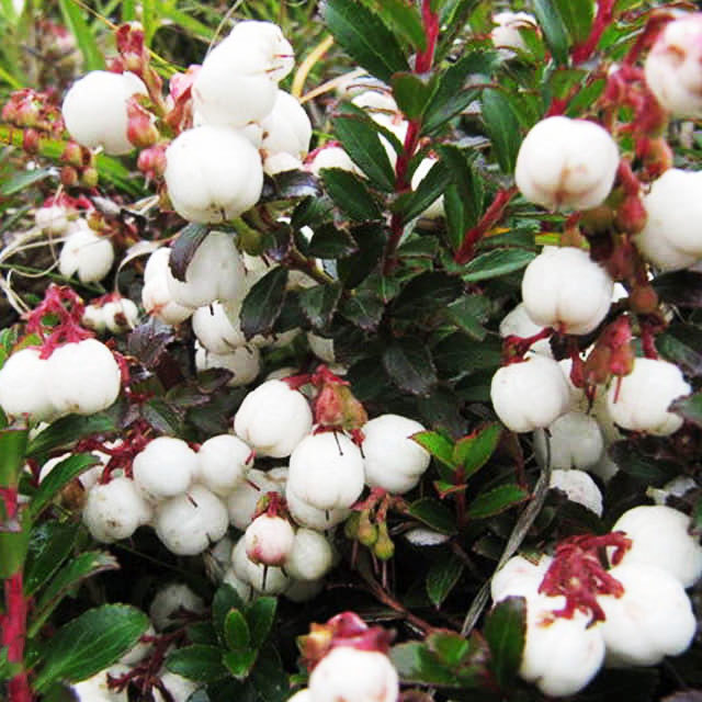 Gaultheria leucocarpa