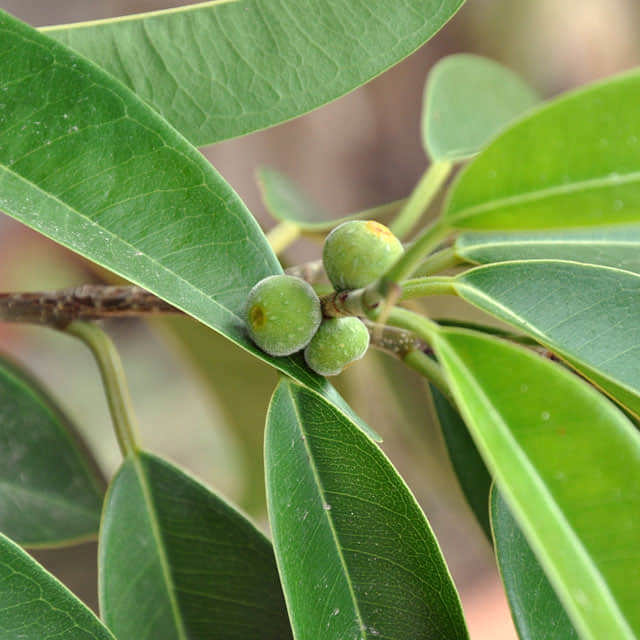 Ficus maclellandii