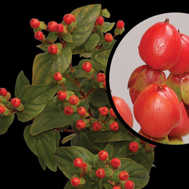 Hypericum Go Orange
