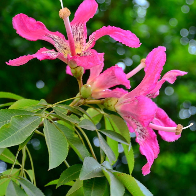 Ceiba speciosa