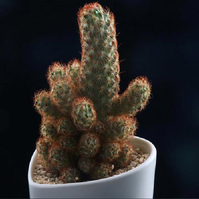 Mammillaria elongata Sticky Leaves
