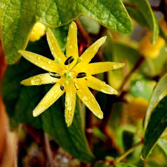 Passiflora citrina