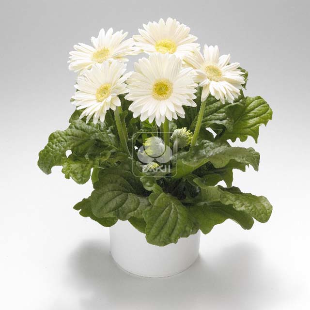 Gerbera Royal F1 White 51 Sticky Leaves