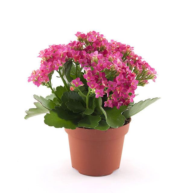 Kalanchoe Passion Nilus Macchie bianche cotonose