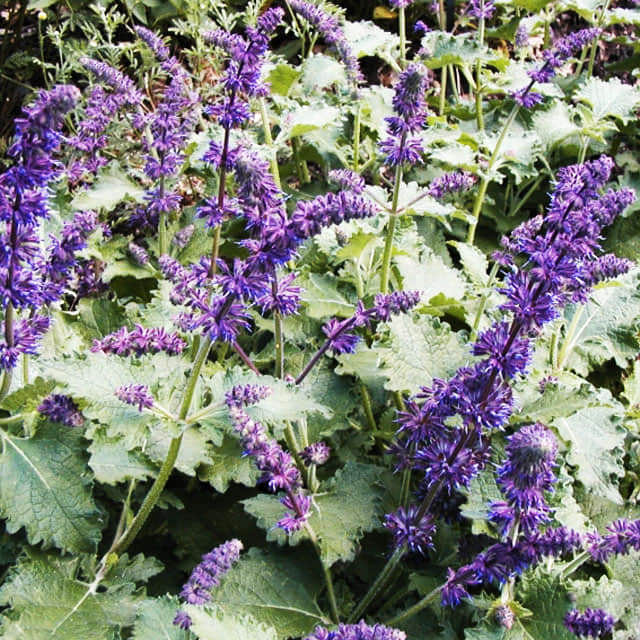 Salvia verticillata