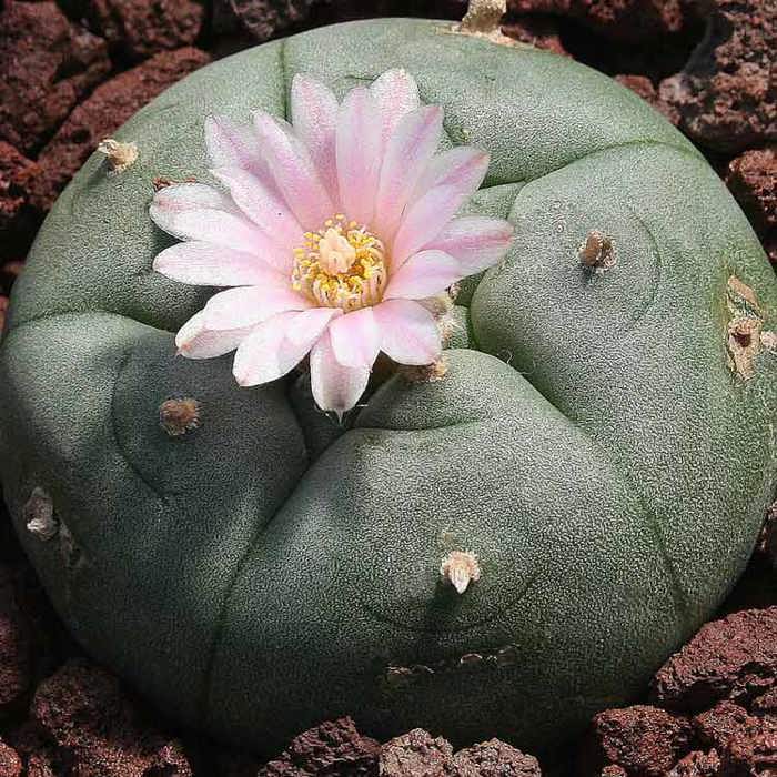 Lophophora williamsii White Cottony Spots