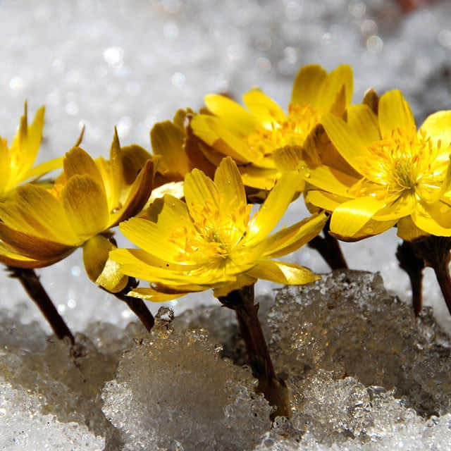 Adonis amurensis