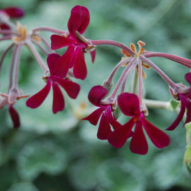 Pelargonium sidoides