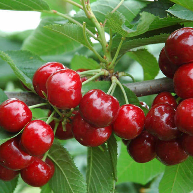 Prunus pseudocerasus