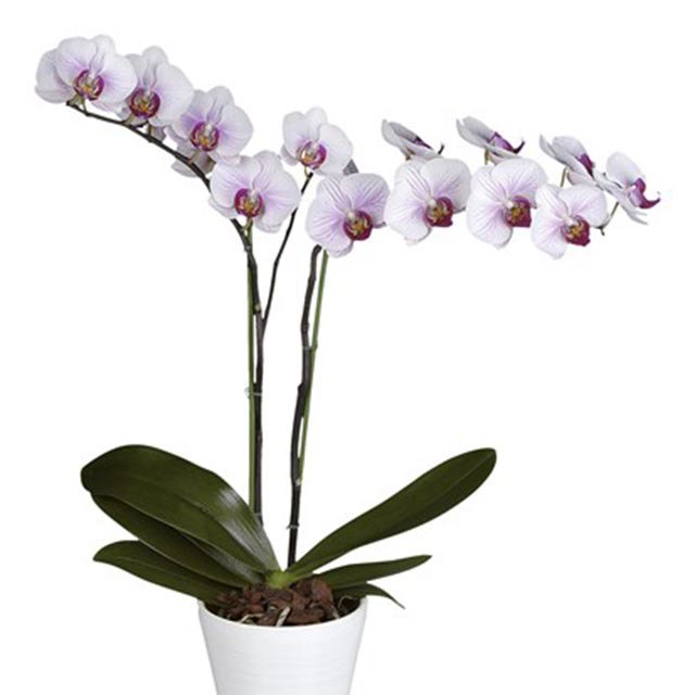 Phalaenopsis Dallas