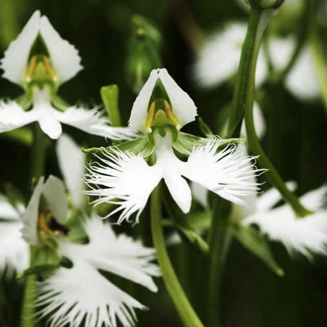 Habenaria radiata