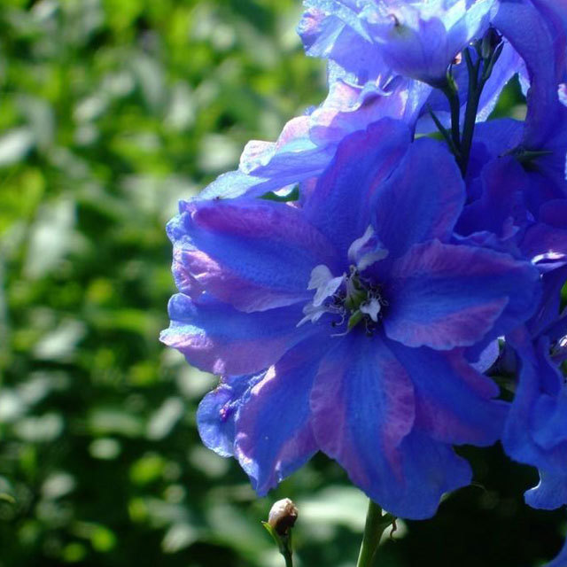 Delphinium elatum White Powder