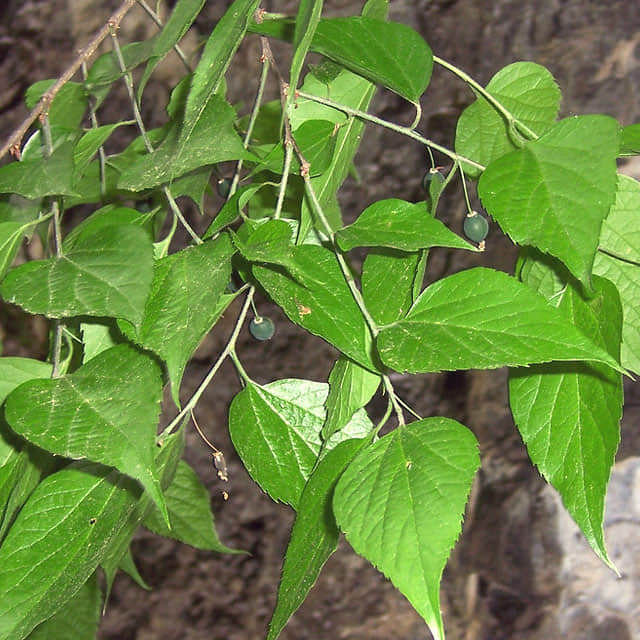 Celtis occidentalis