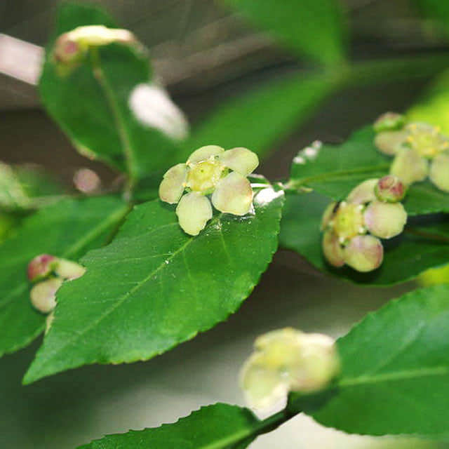 Euonymus americanus