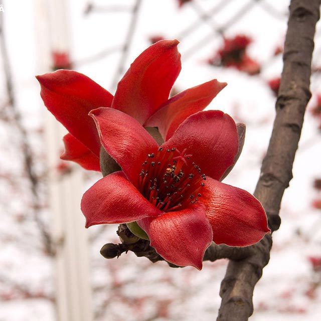 Bombax ceiba