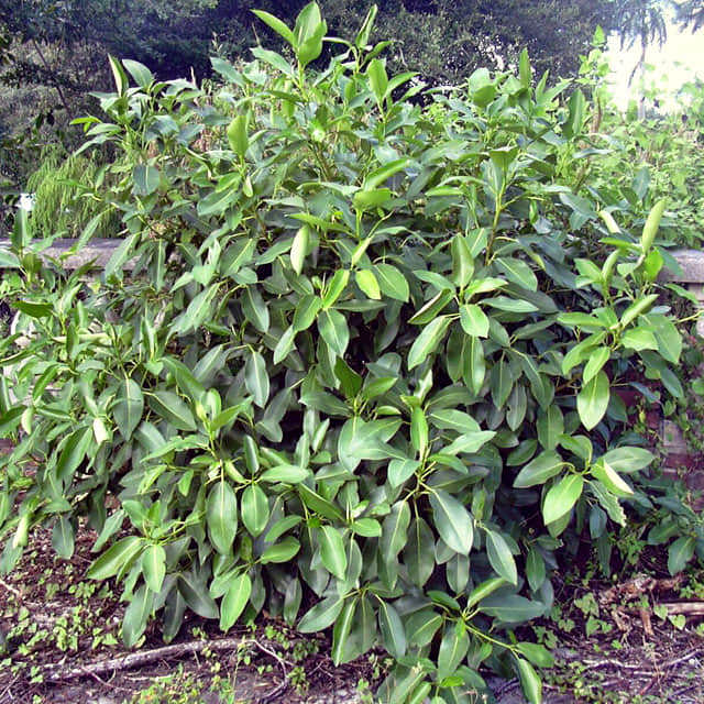 Ficus aurea