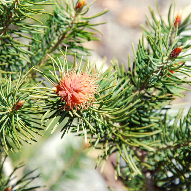 Pseudotsuga macrocarpa
