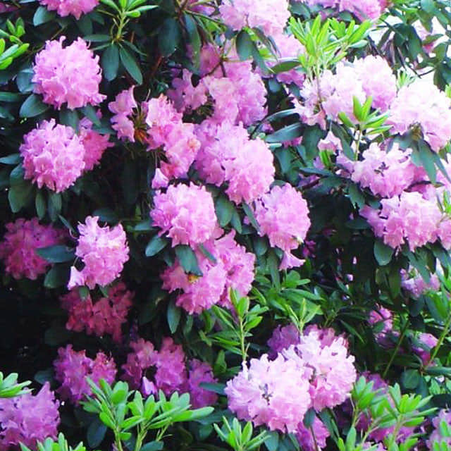 Rhododendron uvarifolium Sudden Leaf Drop
