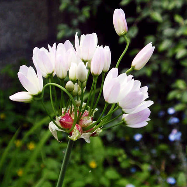 Allium roseum