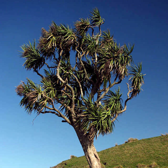 Cordyline australis