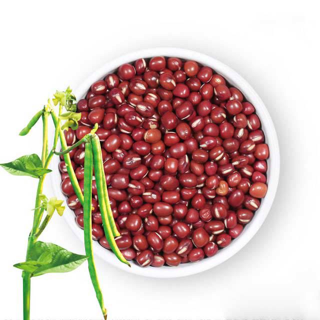 Vigna angularis Fine Webbing