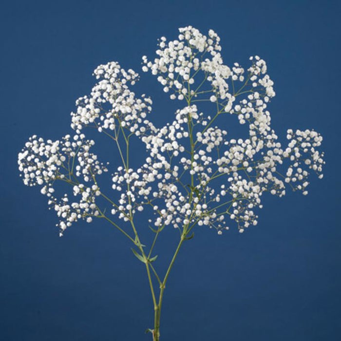 Gypsophila Andromeda