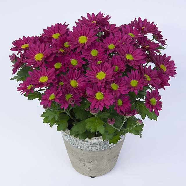 Chrysanthemum Ramires Fine Webbing