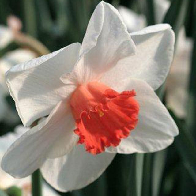 Narcissus Decoy