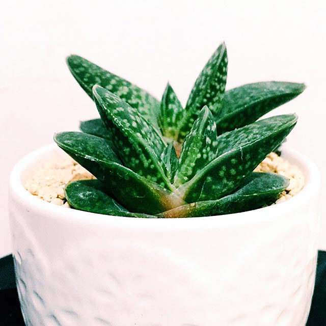 Gasteria gracilis minima Drooping Leaves