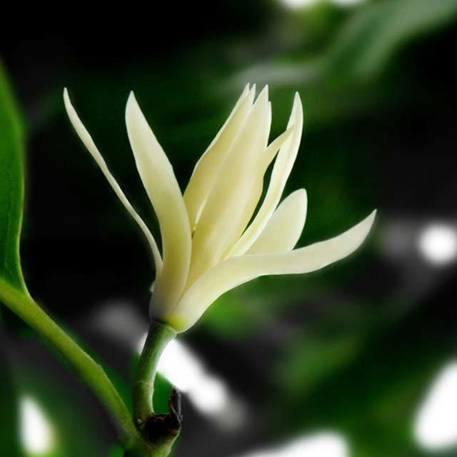Michelia champaca