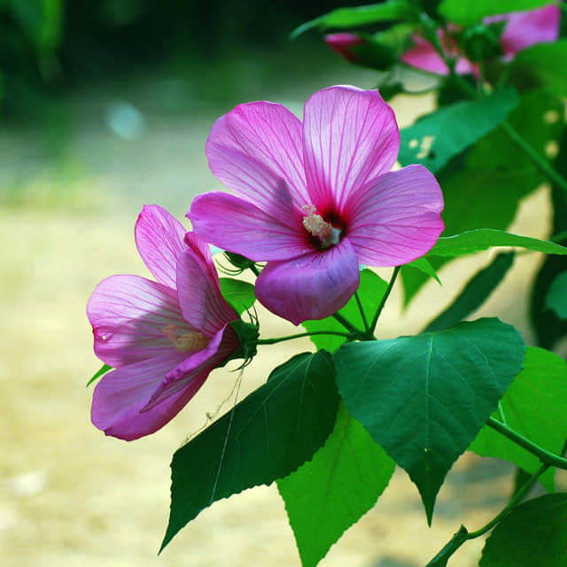 Hibiscus moscheutos
