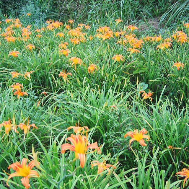 Lysimachia vulgaris