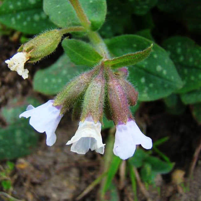 Pulmonaria officinalis