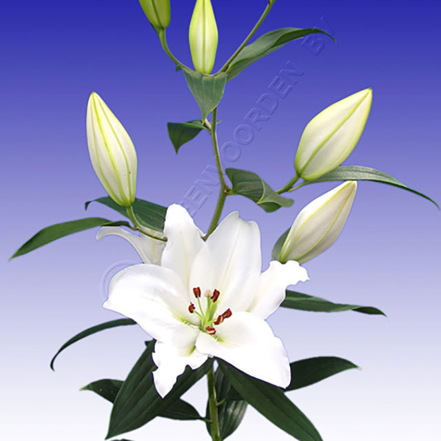 Lilium Oriental Snow Patrol Fine Webbing