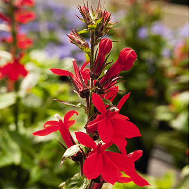 Lobelia x speciosa