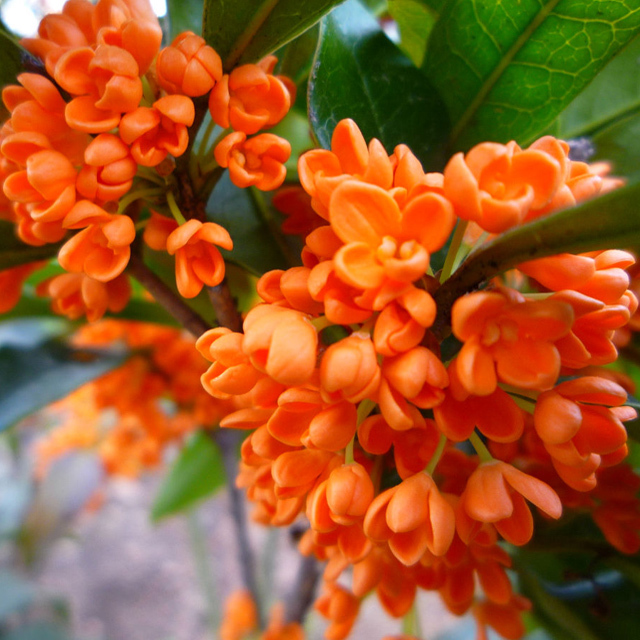 Osmanthus fragrans aurantiacus