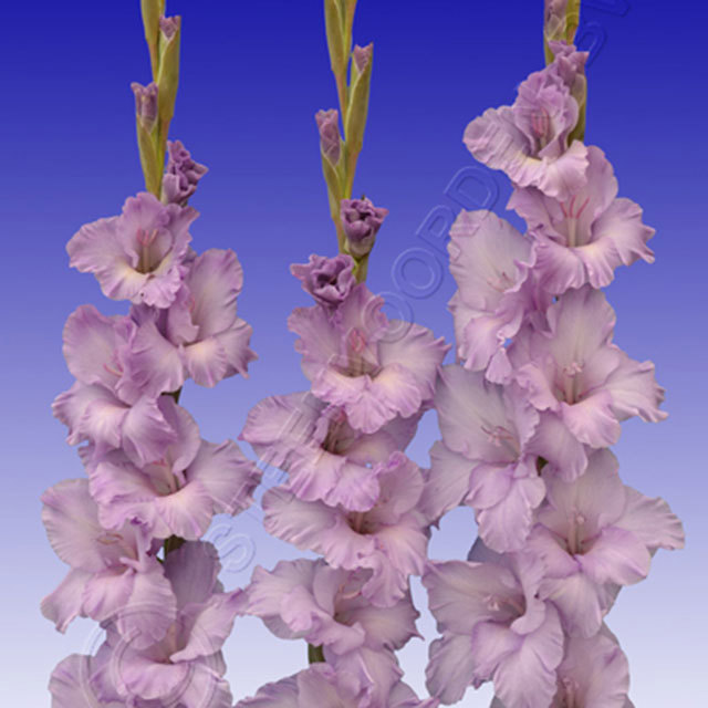 Gladiolus Milka