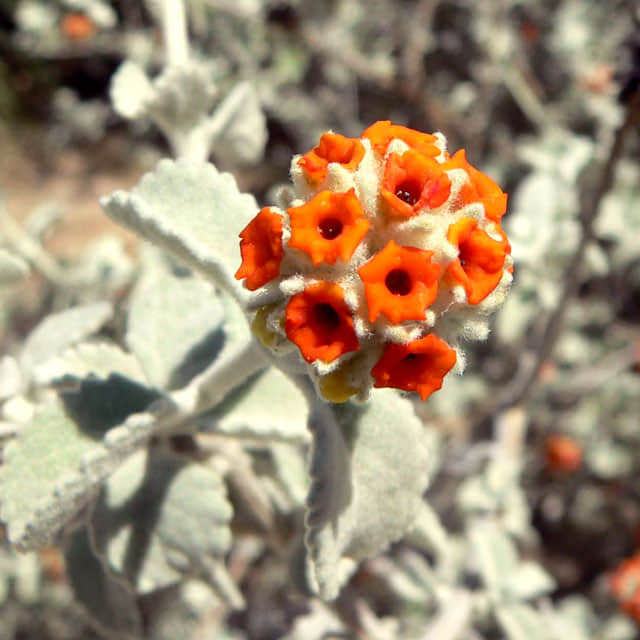 Buddleja marrubifolia