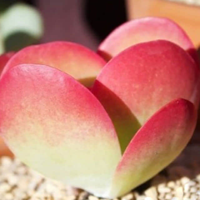 Kalanchoe thyrsiflora Sudden Leaf Drop