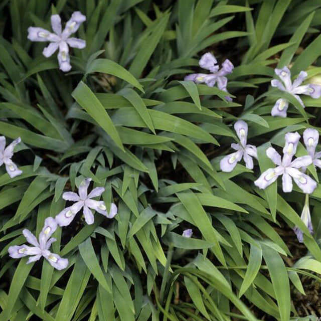 Iris cristata